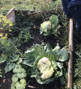 The cabbages are ripe