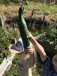The giant cucumber